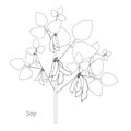 Soy plant sketch. Art design element monochrome stock vector illustration for product design, for packaging design